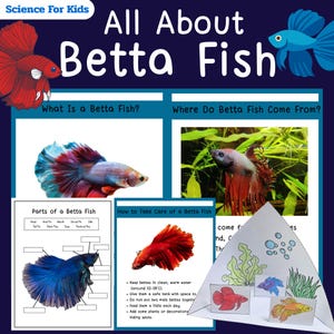 Op de afbeelding: Educatieve poster "All About Betta Fish" met illustraties en tekst. Bevat secties over betta vis kenmerken, verzorging en herkomst. Met kleurrijke afbeeldingen van betta vissen en schema's.