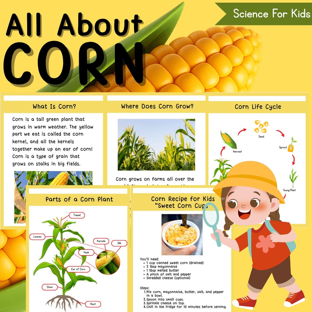 Corn Learning Pack for Kids | Life Cycle, Recipes, Activities - Etsy UK