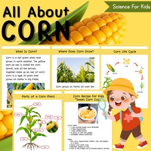 Könnte beinhalten: Lehrreiches Poster "All About Corn" mit Illustrationen und Text. Enthält einen Maiskolben, ein Diagramm der Maispflanze, den Maislebenszyklus und ein Rezept für "Sweet Corn Cups". Ein Cartoon-Mädchen mit einer Lupe ist ebenfalls vorhanden.