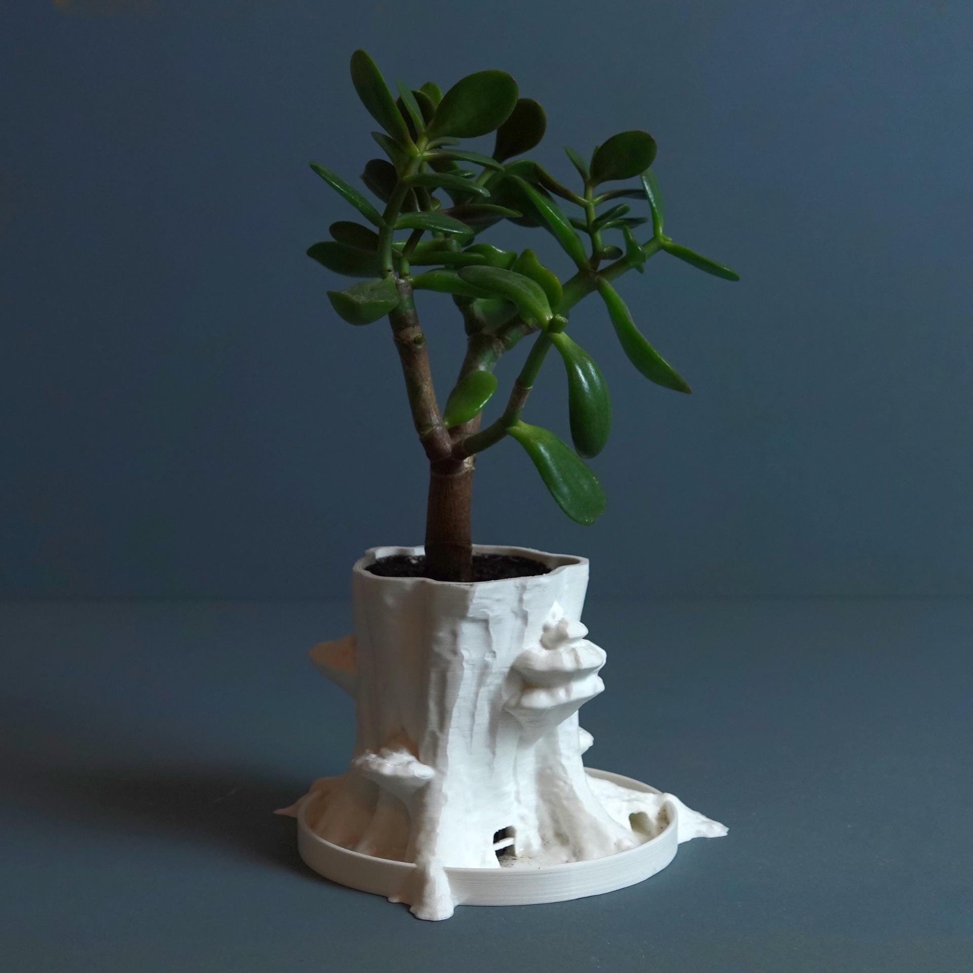 Natural Tree Trunk Planter Inspired by Fagus Sylvatica with Formitopsis Pinicula Mushrooms