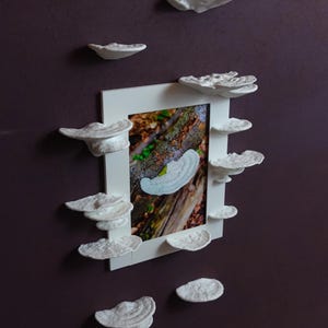 Enchanted Mushroom Picture Frame - Trametes Pubescens