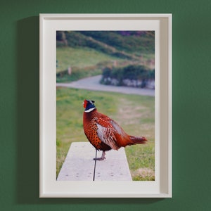 Pheasant Digital Print, Pheasant Photography, Wildlife gift, Bird wall Art, Home Decor, British Game Birds Print, Pheasant gift,Pheasant Art