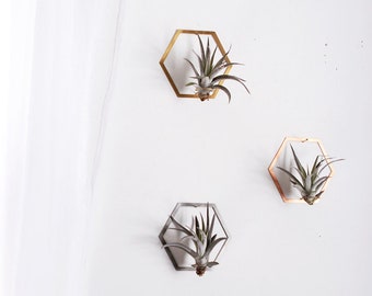 Hexagon Frame Air Plant Wall Holder | Air Plant Holder | Air Plant Hanger | Air Plant Planter | Airplant Holder | Airplant Hanger | Display