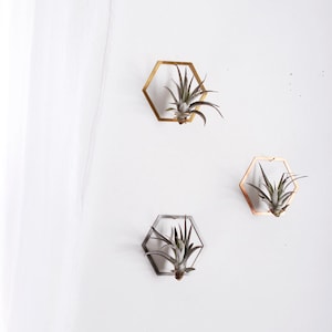 Hexagon Frame Air Plant Wall Holder Air Plant Holder Air Plant Hanger Air Plant Planter Airplant Holder Airplant Hanger Display image 1