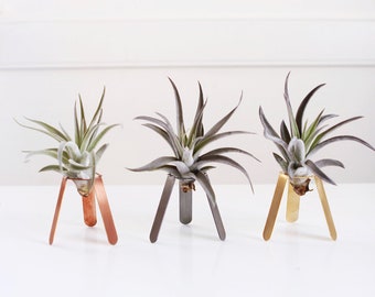 Tripod Air Plant Holder | Air Plant Display | Air Plant Desk Stand | Air Plant Stand | Air Plant Planter | Airplant Holder | Airplant Stand