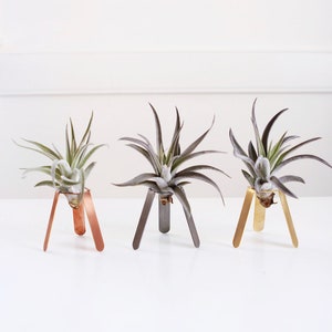 Tripod Air Plant Holder | Air Plant Display | Air Plant Desk Stand | Air Plant Stand | Air Plant Planter | Airplant Holder | Airplant Stand