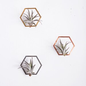 Hexagon Frame Air Plant Wall Holder Air Plant Holder Air Plant Hanger Air Plant Planter Airplant Holder Airplant Hanger Display image 3