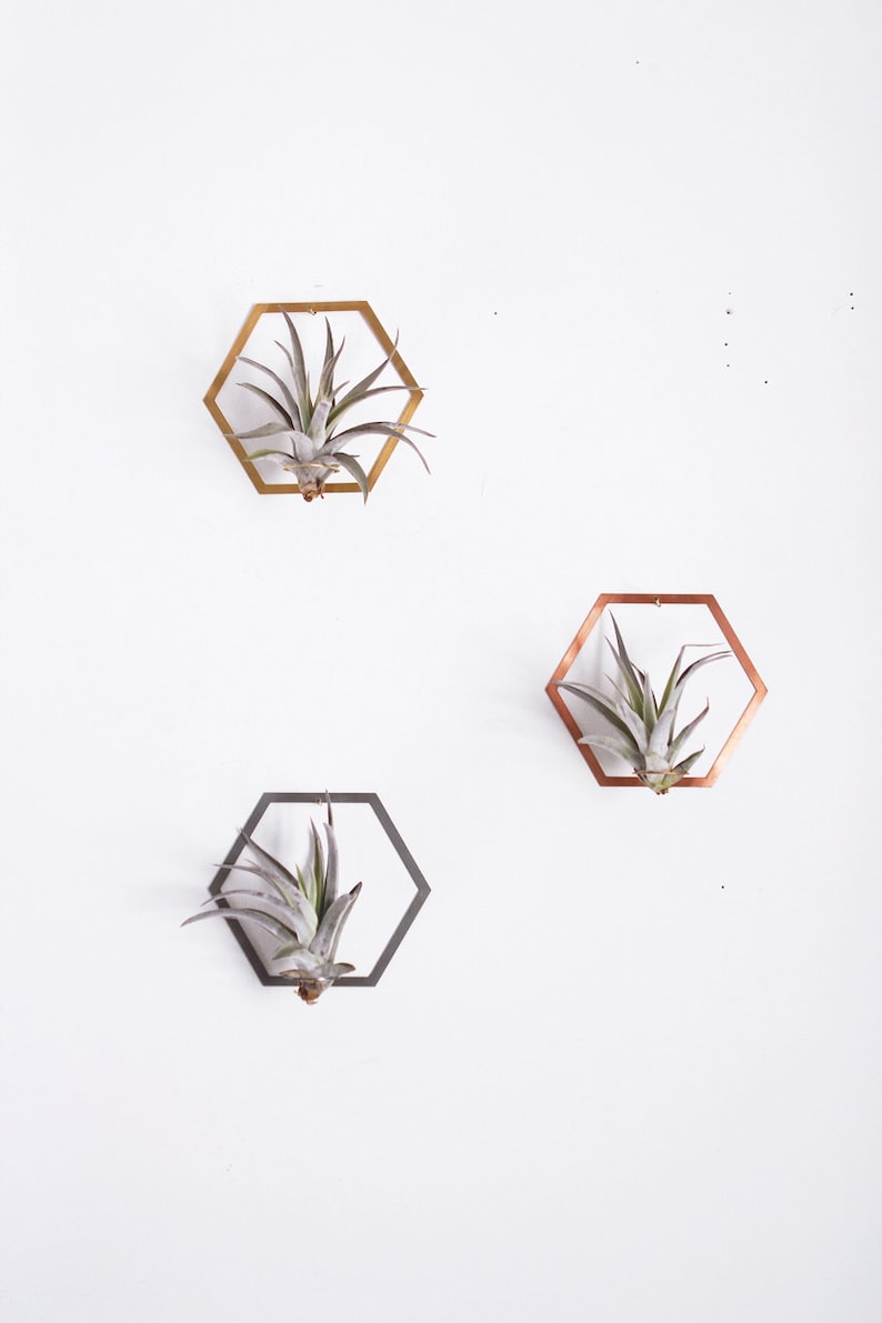 Hexagon Frame Air Plant Wall Holder Air Plant Holder Air Plant Hanger Air Plant Planter Airplant Holder Airplant Hanger Display image 3