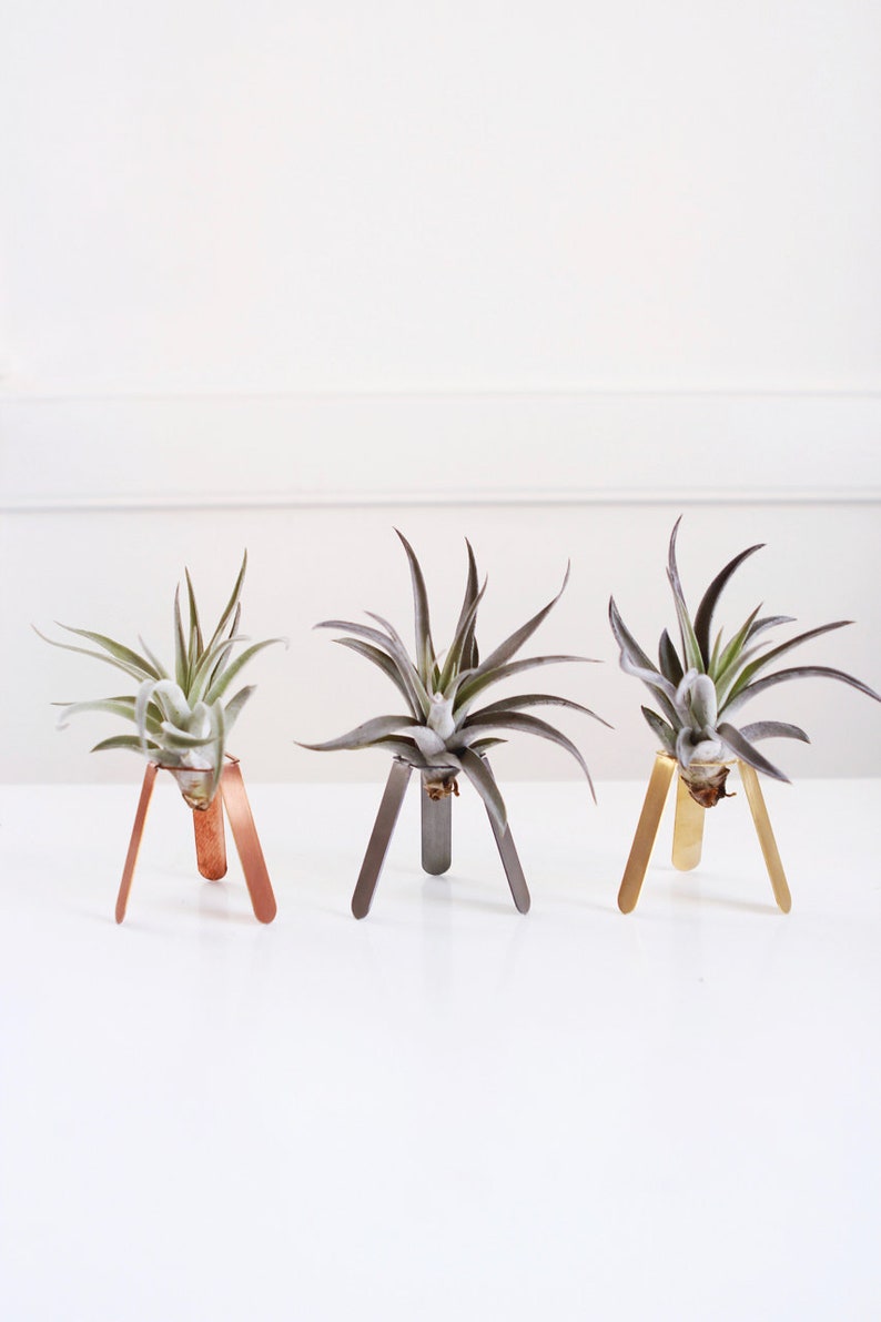 Tripod Air Plant Holder Air Plant Display Air Plant Desk Etsy