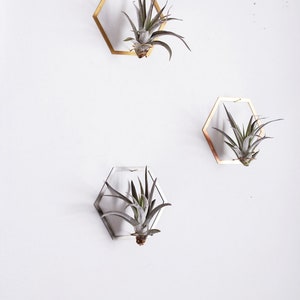 Hexagon Frame Air Plant Wall Holder Air Plant Holder Air Plant Hanger Air Plant Planter Airplant Holder Airplant Hanger Display image 4