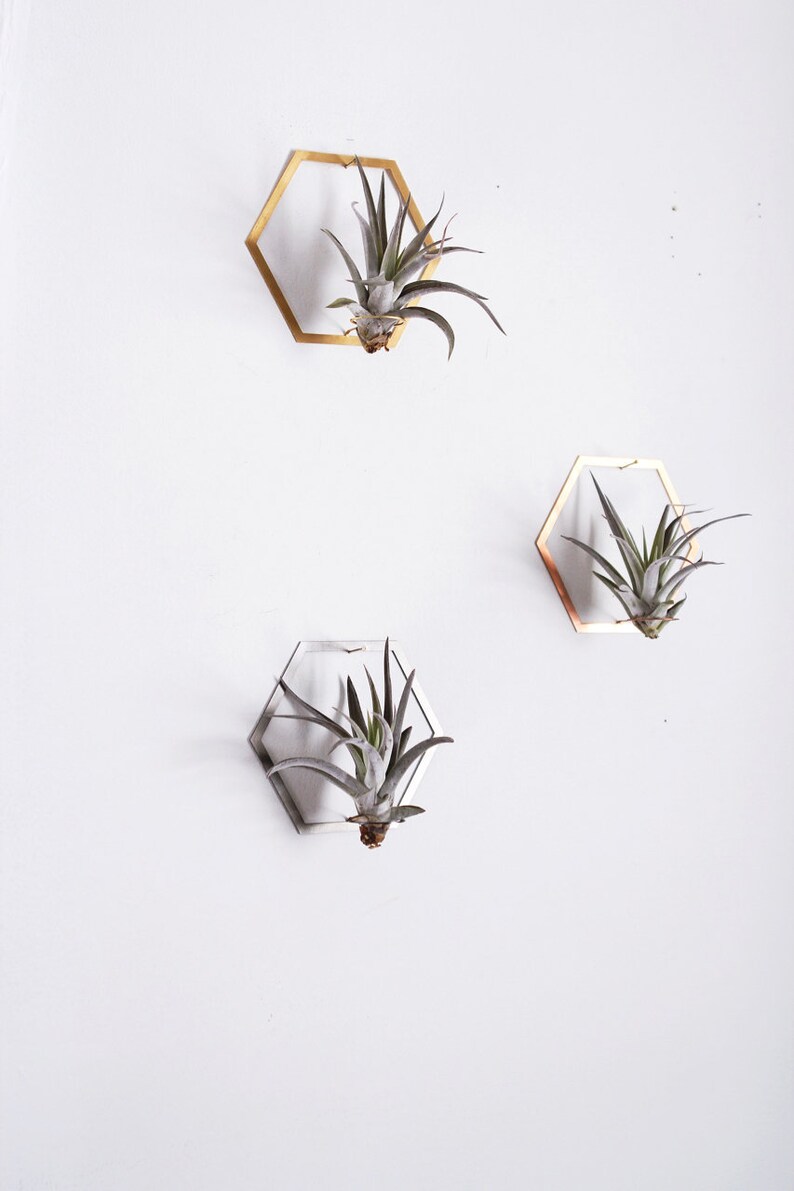 Hexagon Frame Air Plant Wall Holder Air Plant Holder Air Plant Hanger Air Plant Planter Airplant Holder Airplant Hanger Display image 4