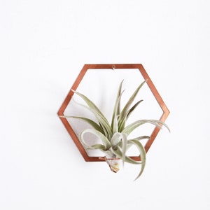 Hexagon Frame Air Plant Wall Holder Air Plant Holder Air Plant Hanger Air Plant Planter Airplant Holder Airplant Hanger Display image 6