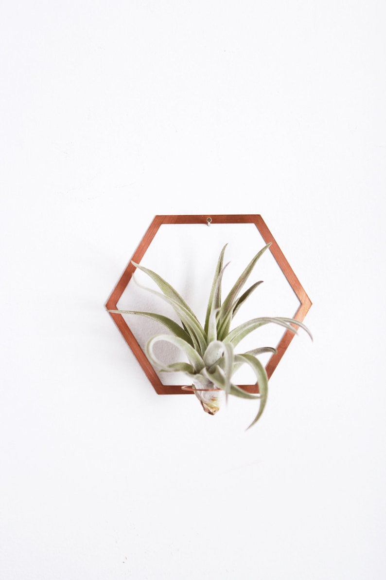 Hexagon Frame Air Plant Wall Holder Air Plant Holder Air Plant Hanger Air Plant Planter Airplant Holder Airplant Hanger Display image 6