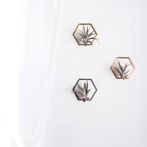 Hexagon Frame Air Plant Wall Holder Air Plant Holder Air Plant Hanger Air Plant Planter Airplant Holder Airplant Hanger Display image 2