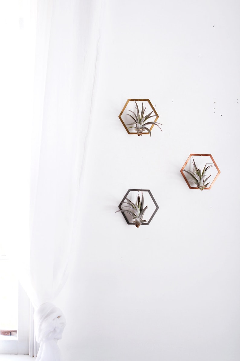 Hexagon Frame Air Plant Wall Holder Air Plant Holder Air Plant Hanger Air Plant Planter Airplant Holder Airplant Hanger Display image 2