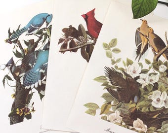 Vintage Audubon Bird Paintings Original Prints | Sold Individually