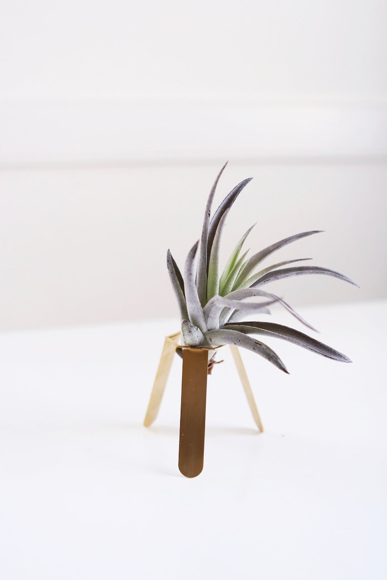 Tripod Air Plant Holder Air Plant Display Air Plant Desk Etsy