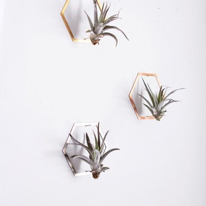 Hexagon Frame Air Plant Wall Holder Air Plant Holder Air Plant Hanger Air Plant Planter Airplant Holder Airplant Hanger Display image 5