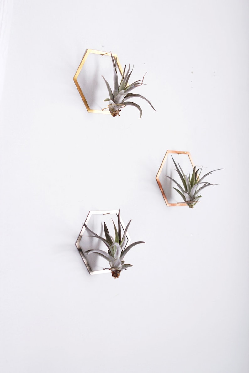 Hexagon Frame Air Plant Wall Holder Air Plant Holder Air Plant Hanger Air Plant Planter Airplant Holder Airplant Hanger Display image 5