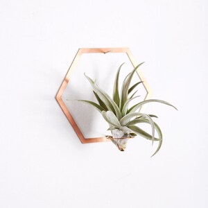 Hexagon Frame Air Plant Wall Holder Air Plant Holder Air Plant Hanger Air Plant Planter Airplant Holder Airplant Hanger Display image 7