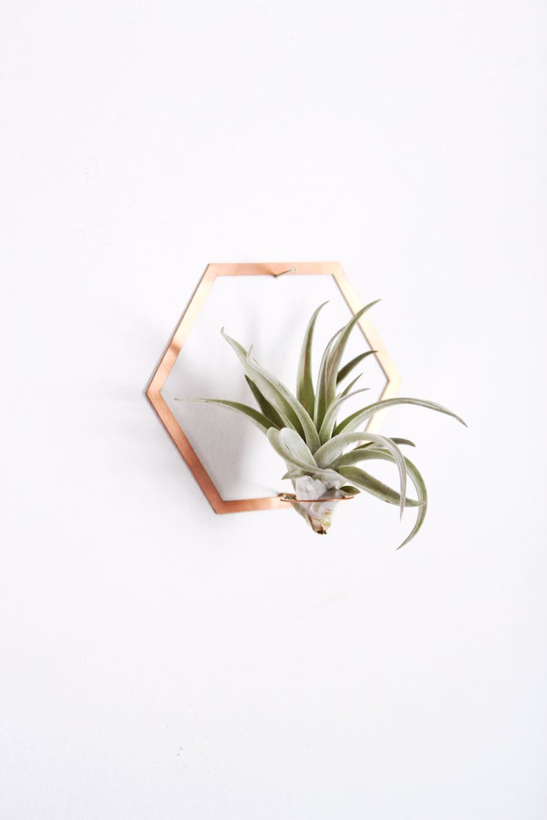 Hexagon Frame Air Plant Wall Holder Air Plant Holder Air Plant Hanger Air Plant Planter Airplant Holder Airplant Hanger Display image 7