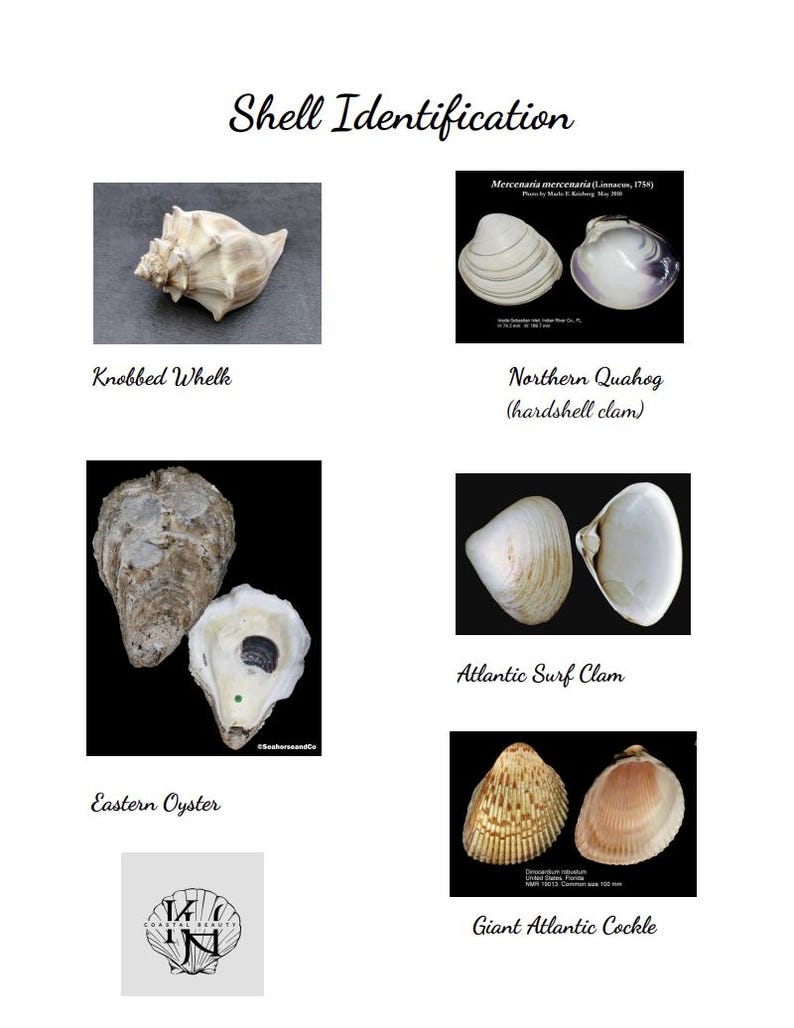 3 Ring Dishes, Decoupaged Natural Shell, Large - Etsy