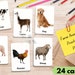 Farm Animal Flash Cards - Educational Printable for Kids Learn Farm ...