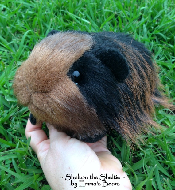 teddy bear guinea pig for sale near me
