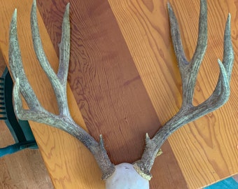 Mule Deer Mount Etsy