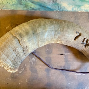 Old Cow or Bull Horn, Steer Horn, Vintage Powder Horn