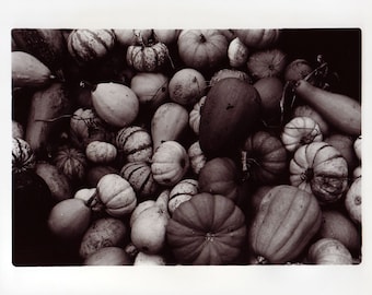 Gourds and Small Pumpkins Handmade Photographic Print Made in a Darkroom from Film Shot in Fall Autumn on the Farm