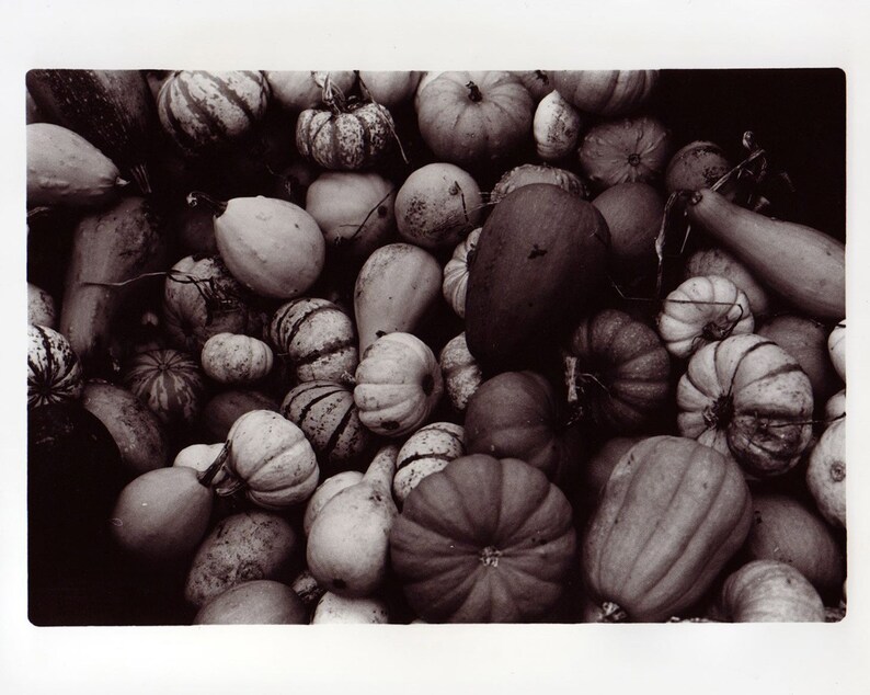 Gourds and Small Pumpkins Handmade Photographic Print Made in a Darkroom from Film Shot in Fall Autumn on the Farm image 1