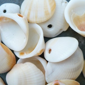 May include: A collection of white and tan seashells with holes drilled through them. The shells are arranged in a pile on a gray surface.