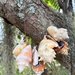Puede incluir: Un collar de conchas marinas variadas, en tonos crema, melocotón y marrón, ensartadas en un cordón marrón. Las conchas cuelgan de una rama de árbol, con follaje verde de fondo. Las conchas varían en tamaño y forma.