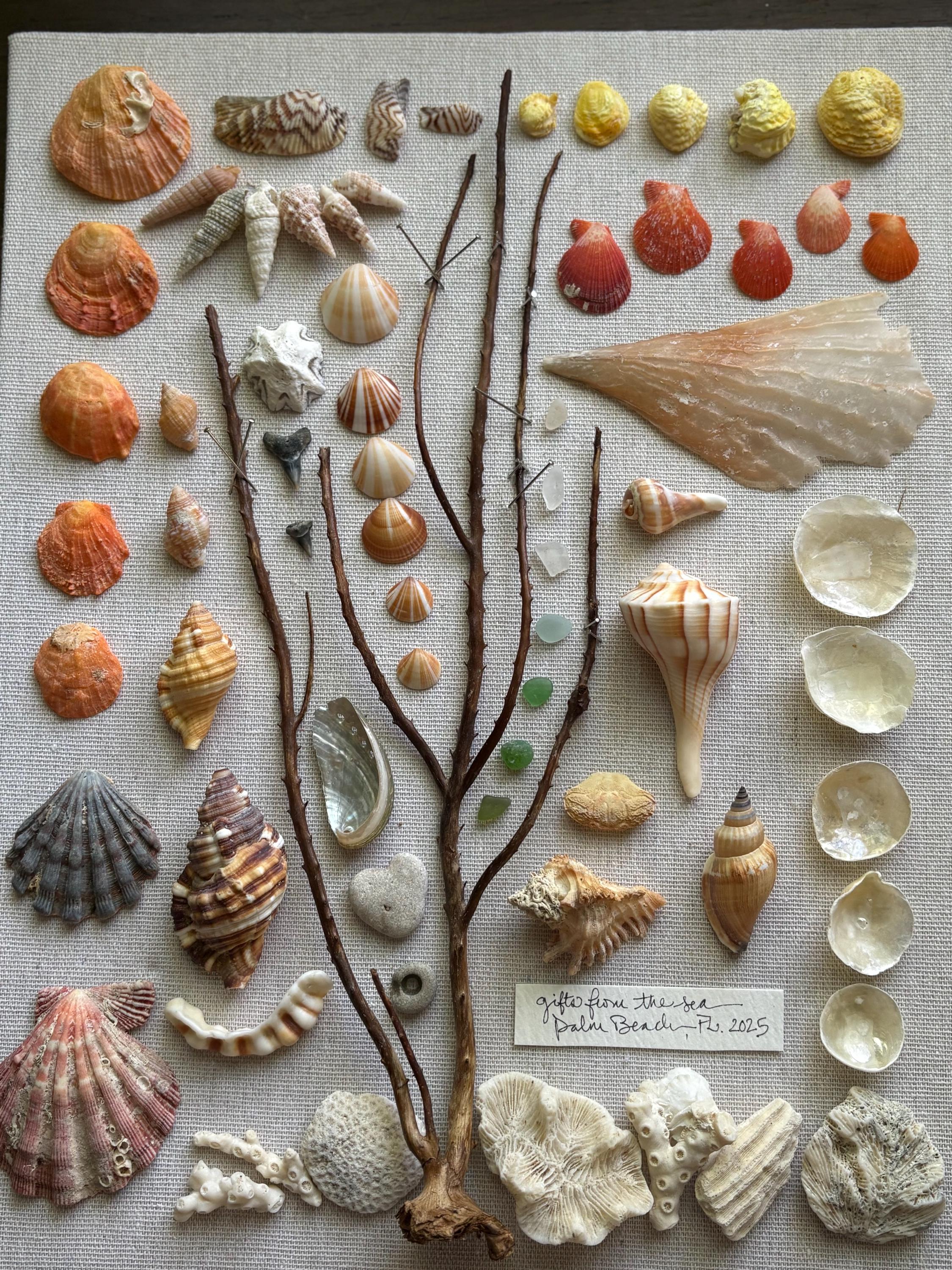 BEACH Shadowbox | Collage Shells Sea Glass Coral Beach Treasure Palm ...
