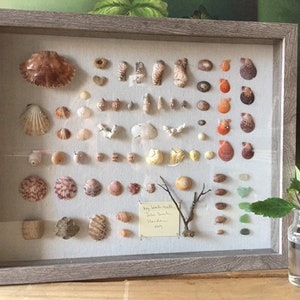May include: A framed collection of seashells in various shapes, sizes, and colors, including tan, orange, and white. The display includes a variety of shells, arranged on a neutral background, and is encased in a gray wooden frame. A small handwritten note is visible.