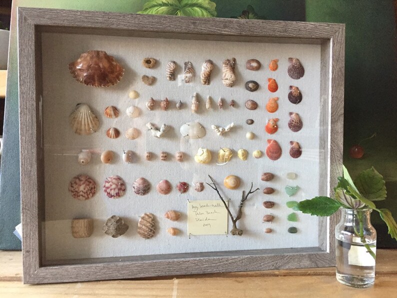 May include: A framed collection of seashells in various shapes, sizes, and colors, including tan, orange, and white. The display includes a variety of shells, arranged on a neutral background, and is encased in a gray wooden frame. A small handwritten note is visible.