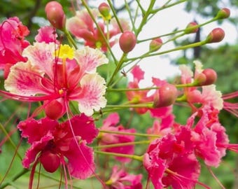 7 rare seeds of Pink Caesalpinia Pulcherrima “ Pride of Barbados” Dwarf Poinciana