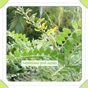 FLORIDA native | 25 Necklace Pod plant seeds | drought tolerant | yellow flowering shrub | soft green lambs ear leaves | easy gardening