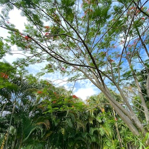 Royal Poinciana 15 plant seeds | orange flower deciduous tree | Delonix Regia | gardening Florida tropical drought tolerant | summer hobby