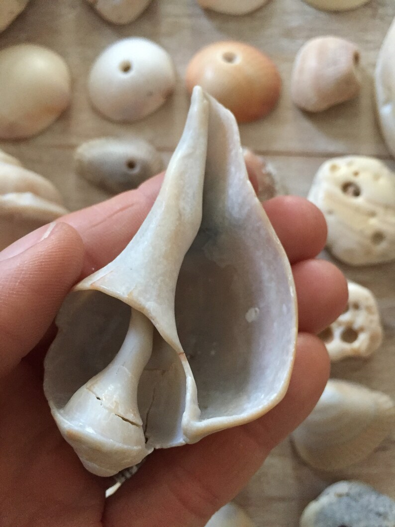 shards with natural holes,valentine gift wrap souvenir,good fortune,mobile making,jewelry supplies,tropical BEACH FINDS...30 shells