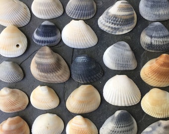 20 BEACH shells with natural holes: Palm Beach Florida | jewelry DIY | cottage rustic decor | tropical wedding | gifts from the sea