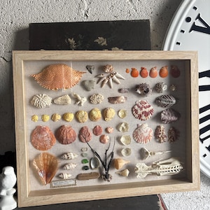 Scatola ombreggiata BEACH / collage di conchiglie di mare, vetro di mare, corallo, tesoro della spiaggia di Palm Beach, Florida, regalo di nozze unico fatto a mano, 15"x12" chic costiero, oceano