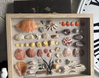 BEACH shadowbox | kolaż muszli, szkło morskie, koral, skarb plaży Palm Beach na Florydzie, ręcznie robiony, wyjątkowy prezent ślubny 15”x12” nadmorski szyk oceaniczny