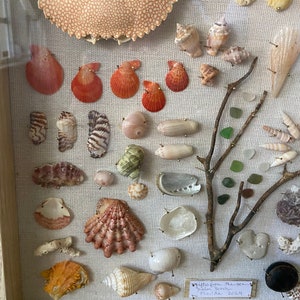 May include: A framed collection of various seashells, crab shell, and sea glass. The shells are in shades of orange, pink, white, and brown, and are pinned to a light-colored fabric. A small label reads "Gifts from the Sea, Palm Beach, Florida 2024."