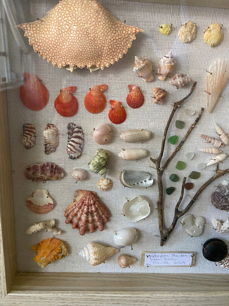 May include: A framed collection of various seashells, crab shell, and sea glass. The shells are in shades of orange, pink, white, and brown, and are pinned to a light-colored fabric. A small label reads "Gifts from the Sea, Palm Beach, Florida 2024."