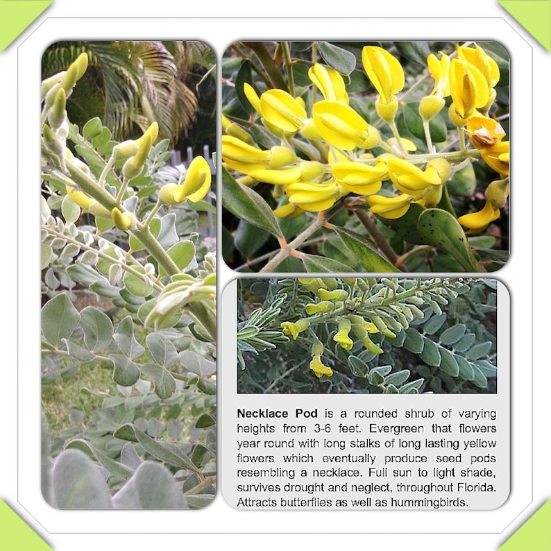 FLORIDA native Necklace Pod plant seeds drought tolerant Etsy