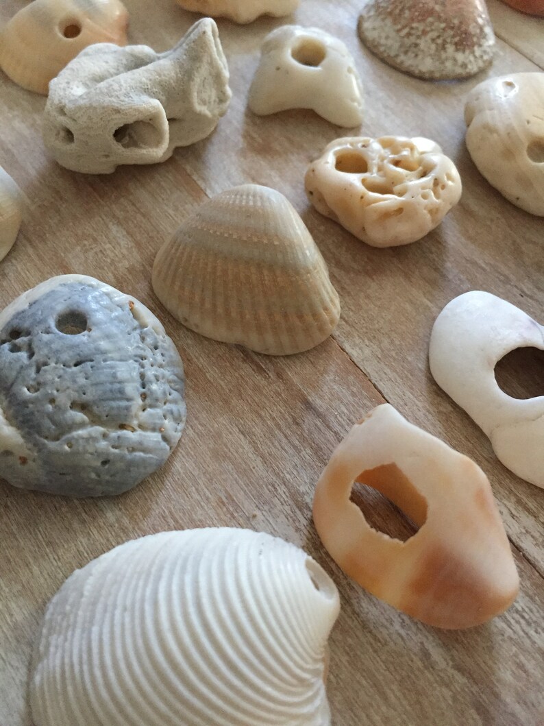 shards with natural holes,valentine gift wrap souvenir,good fortune,mobile making,jewelry supplies,tropical BEACH FINDS...30 shells