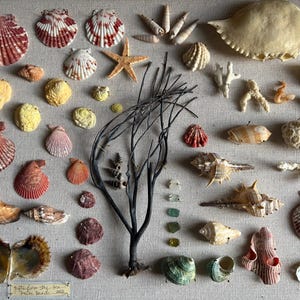 May include: A collection of seashells, starfish, coral, and other marine elements arranged on a neutral background. The shells vary in size, shape, and color, including red, white, and brown. A dark, branch-like structure adds contrast.