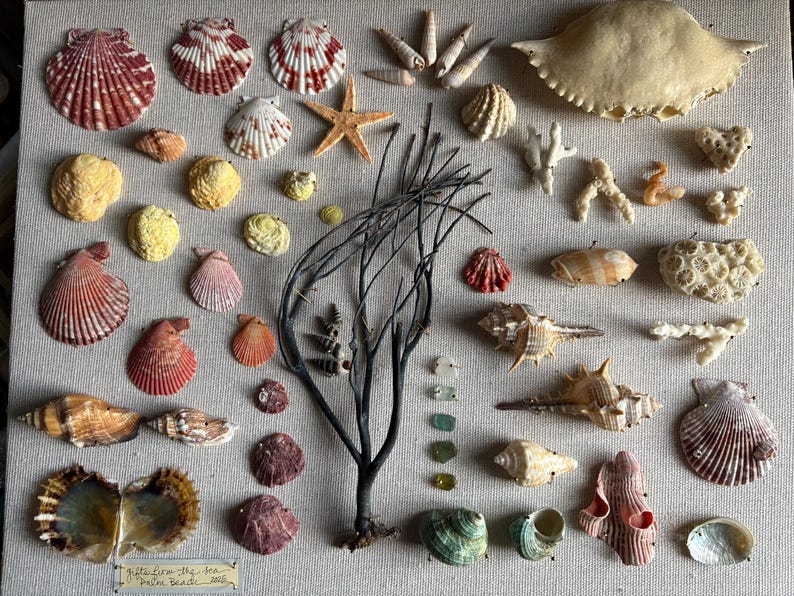May include: A collection of seashells, starfish, coral, and other marine elements arranged on a neutral background. The shells vary in size, shape, and color, including red, white, and brown. A dark, branch-like structure adds contrast.